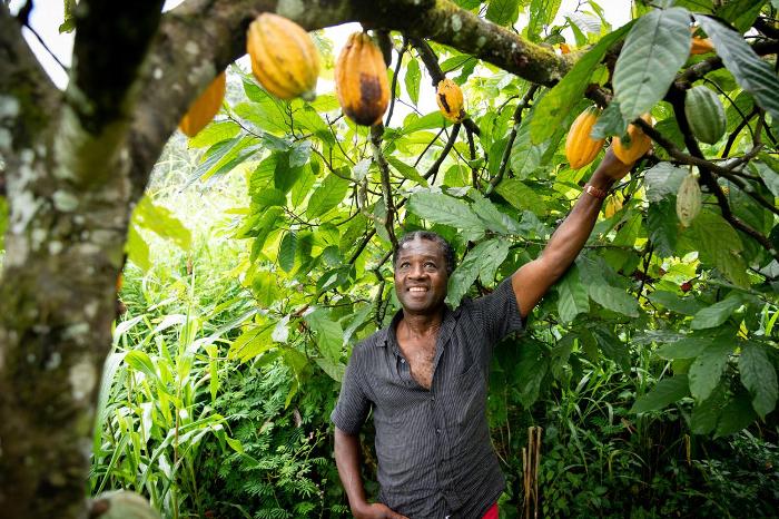 Man on cocoa farm